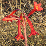 Cyrtanthus tuckii